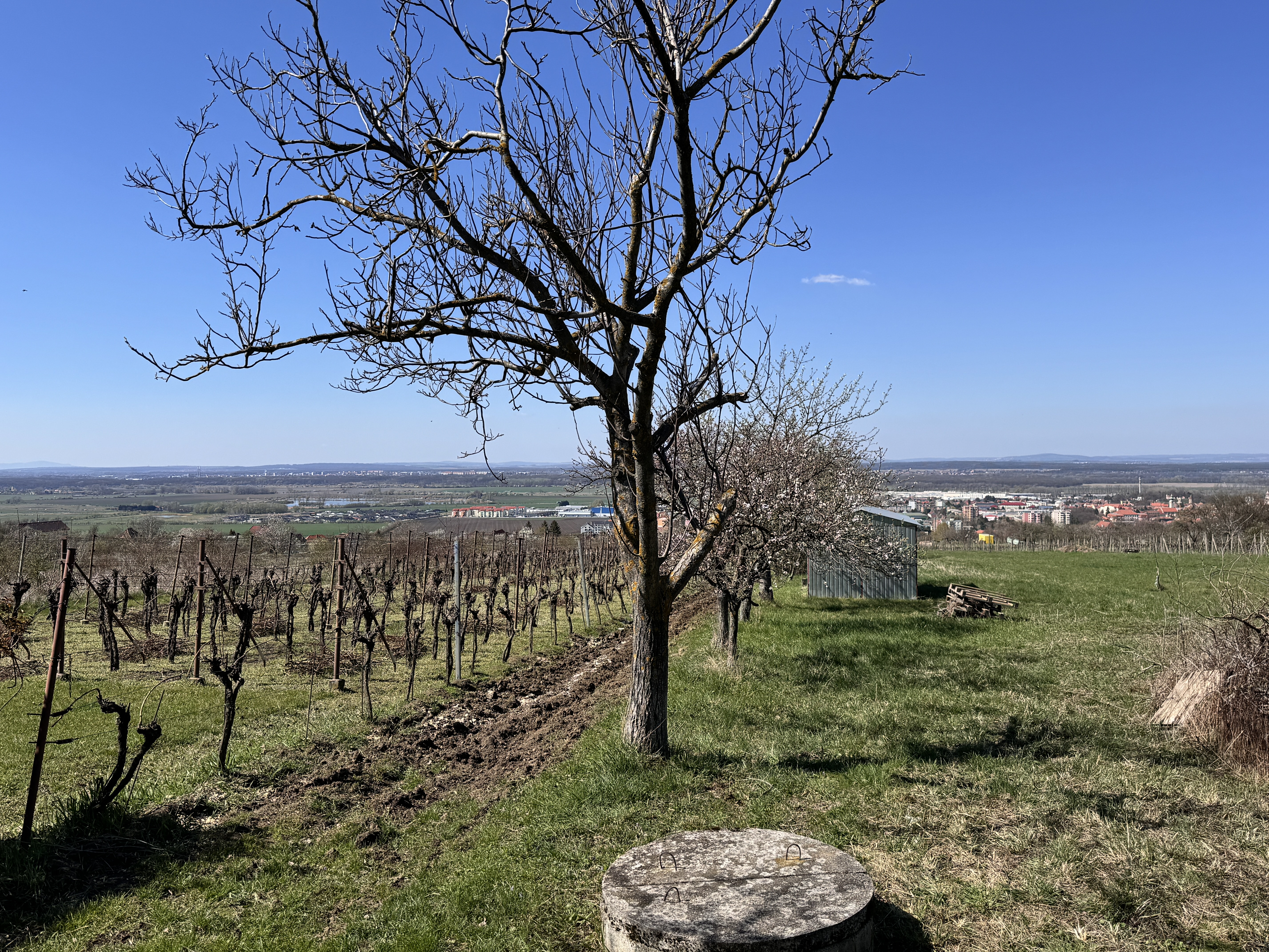Pozemok s nádherným výhľadom na Skalicu – vinohrad s vínnym sklepom, presovňou, ovocnými stromami a možnosťou výstavby.