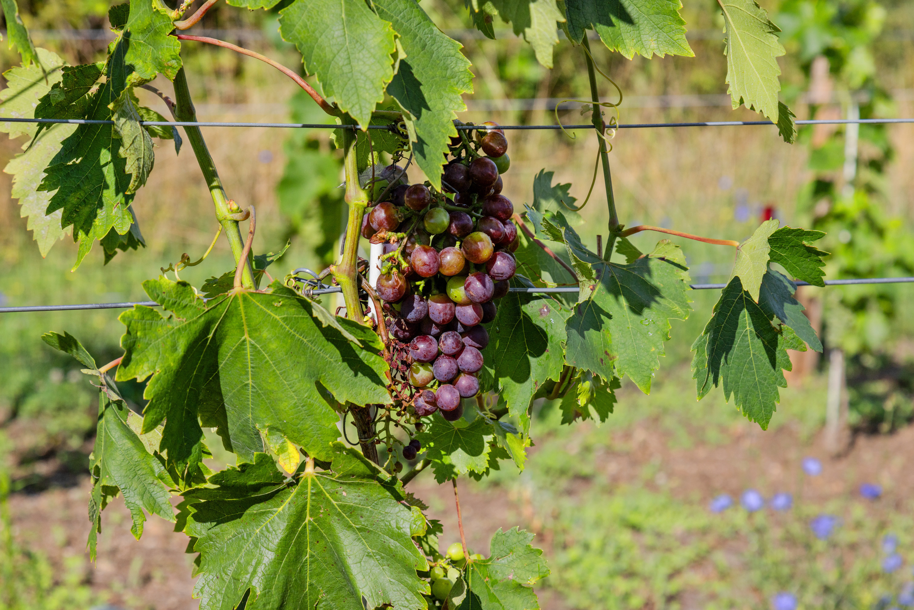 Na predaj váš súkromný kúsok vinohradníckeho raja