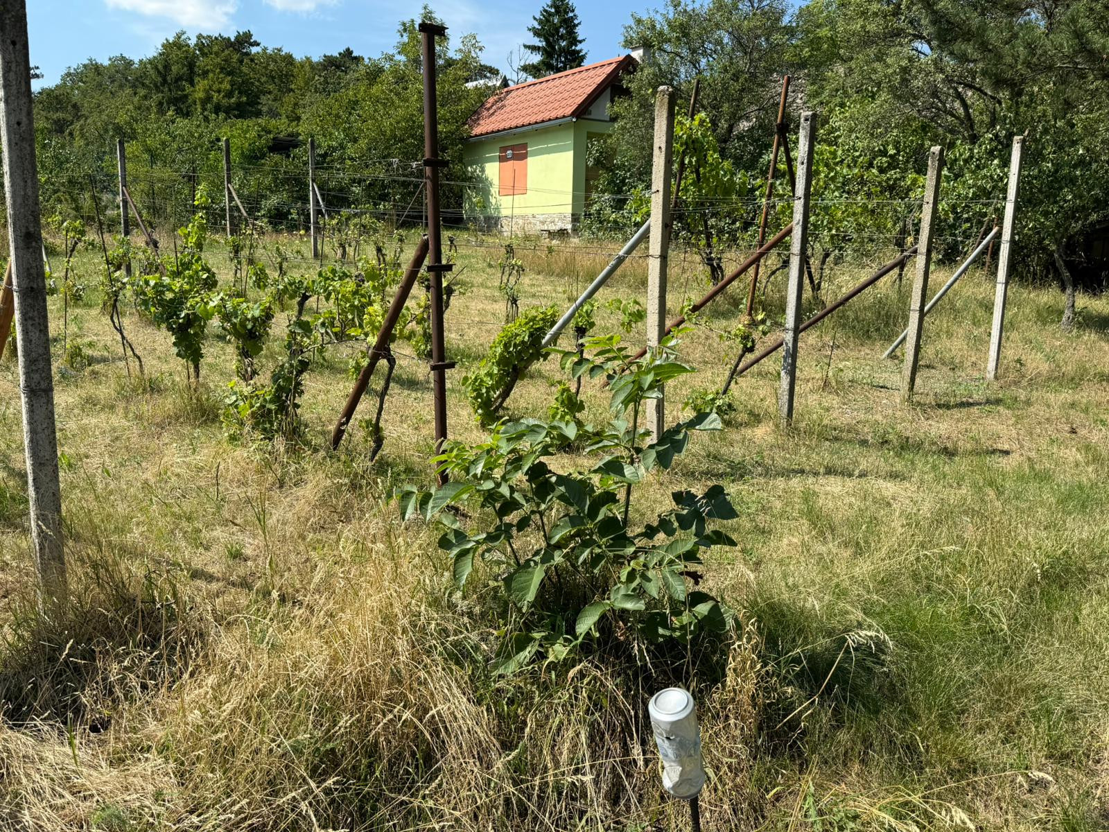 Romantická záhrada s panoramatickým výhľadom na Modru 🌿