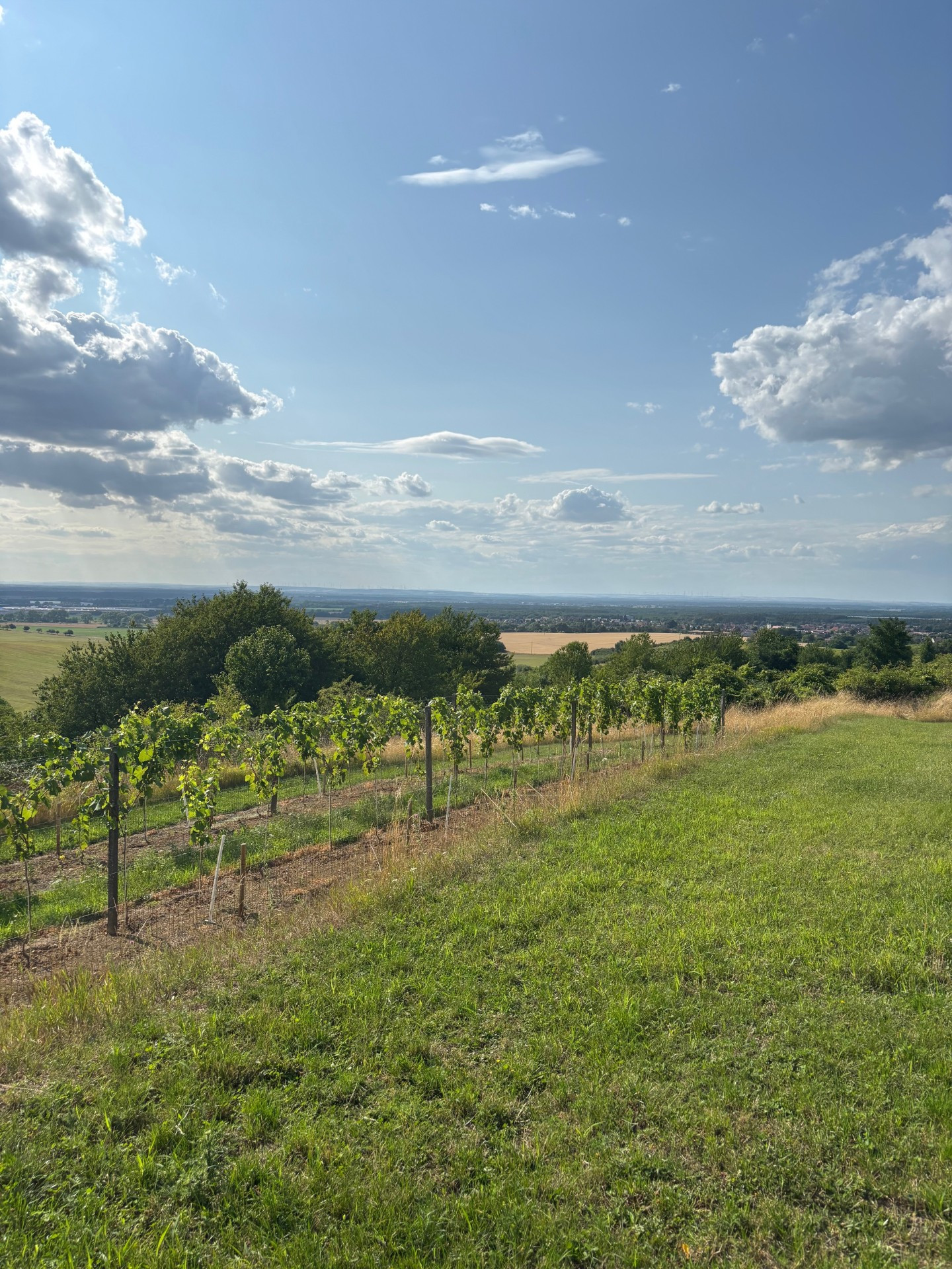 Na prenájom výnimočný vinohrad v Lozorne