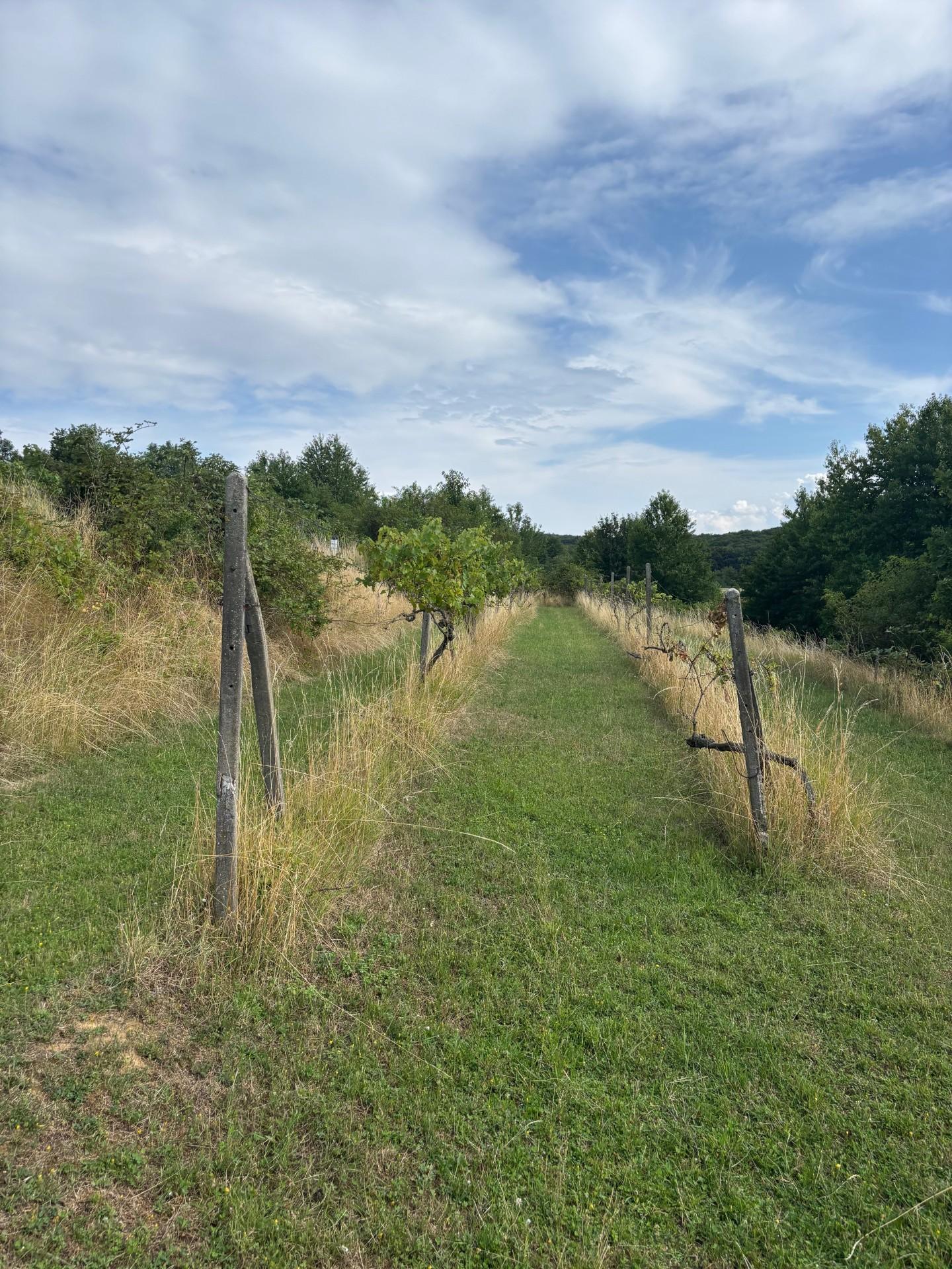 Na prenájom výnimočný vinohrad v Lozorne