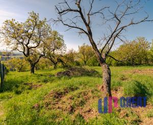 PREDAJ - pozemok (záhrada, ovocný sad), Nové Mesto nad Váhom