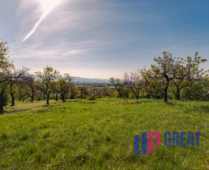 PREDAJ - pozemok (záhrada, ovocný sad), Nové Mesto nad Váhom