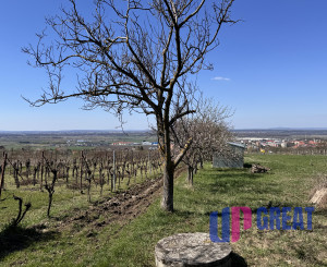 Pozemok s nádherným výhľadom na Skalicu – vinohrad s vínnym sklepom, presovňou, ovocnými stromami a možnosťou výstavby.