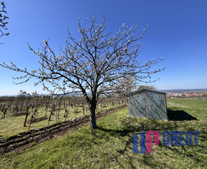 Pozemok s nádherným výhľadom na Skalicu – vinohrad s vínnym sklepom, presovňou, ovocnými stromami a možnosťou výstavby.