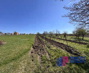 Pozemok s nádherným výhľadom na Skalicu – vinohrad s vínnym sklepom, presovňou, ovocnými stromami a možnosťou výstavby.