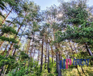 Pozemok NA PREDAJ v obci Uloža (okres Levoča) 1000m2