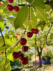 Na predaj 3-izbový rodinný dom – Gbely, časť Farské, okr. SKALICA.