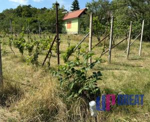 Romantická záhrada s panoramatickým výhľadom na Modru 🌿