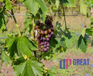 Na prenájom výnimočný vinohrad v Lozorne