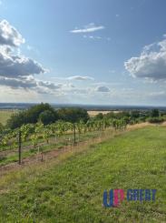 Na prenájom výnimočný vinohrad v Lozorne