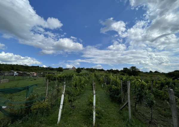 Vinohradnícky dom v obci Prietržka,okr.Skalica