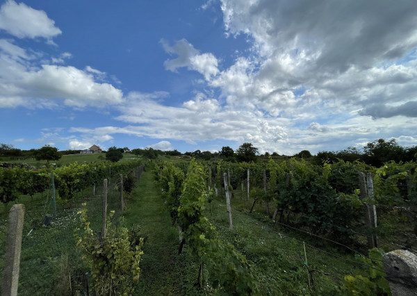 Vinohradnícky dom v obci Prietržka,okr.Skalica