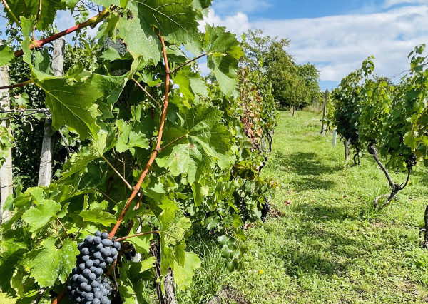 Vinohradnícky dom v obci Prietržka,okr.Skalica