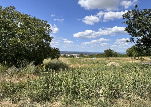 Predaj pozemku 2573 m2 na výstavbu vinohrad. domu, SKALICA.