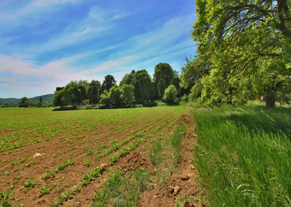 NA PREDAJ pozemok v Bošáci, možná budúca výstavba