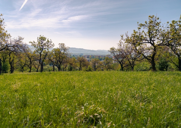 PREDAJ - pozemok (záhrada, ovocný sad), Nové Mesto nad Váhom
