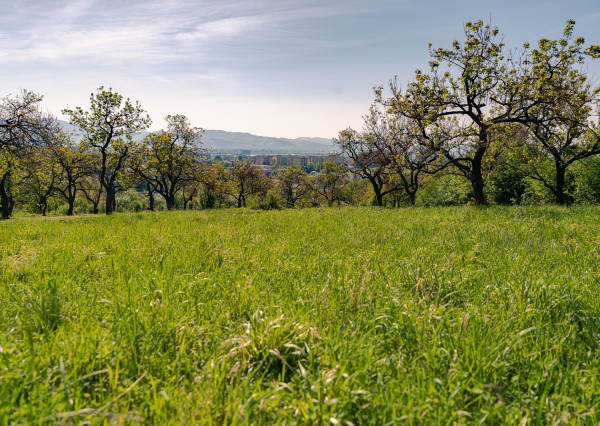 PREDAJ - pozemok (záhrada, ovocný sad), Nové Mesto nad Váhom