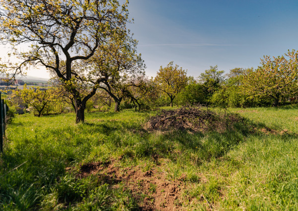 PREDAJ - pozemok (záhrada, ovocný sad), Nové Mesto nad Váhom