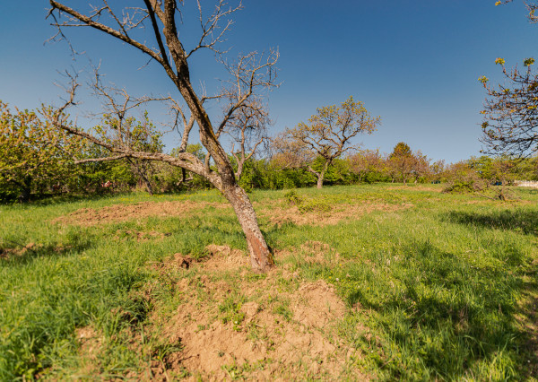 PREDAJ - pozemok (záhrada, ovocný sad), Nové Mesto nad Váhom