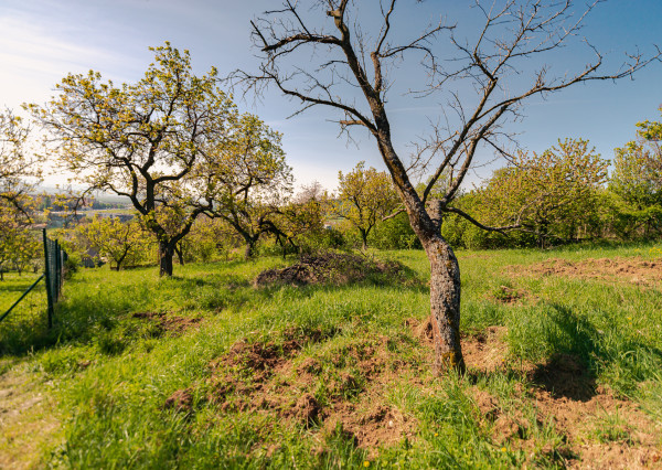 PREDAJ - pozemok (záhrada, ovocný sad), Nové Mesto nad Váhom