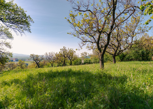 PREDAJ - pozemok (záhrada, ovocný sad), Nové Mesto nad Váhom