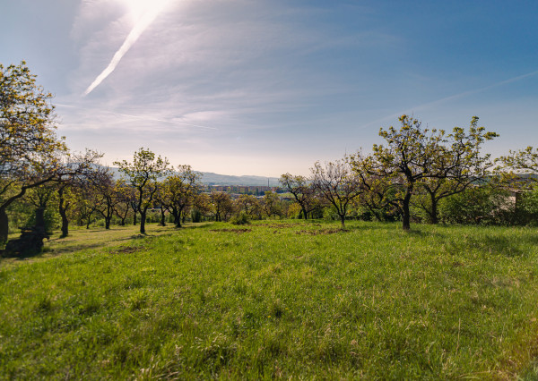 PREDAJ - pozemok (záhrada, ovocný sad), Nové Mesto nad Váhom