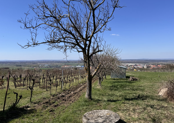Pozemok s nádherným výhľadom na Skalicu – vinohrad s vínnym sklepom, presovňou, ovocnými stromami a možnosťou výstavby.