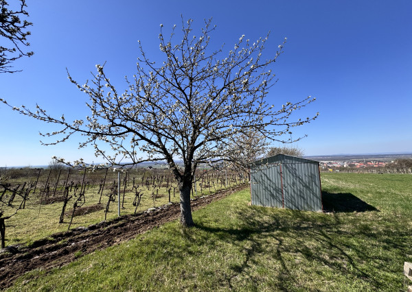 Pozemok s nádherným výhľadom na Skalicu – vinohrad s vínnym sklepom, presovňou, ovocnými stromami a možnosťou výstavby.