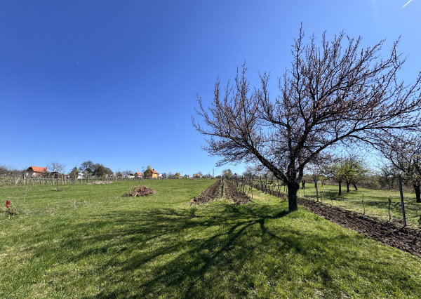 Pozemok s nádherným výhľadom na Skalicu – vinohrad s vínnym sklepom, presovňou, ovocnými stromami a možnosťou výstavby.