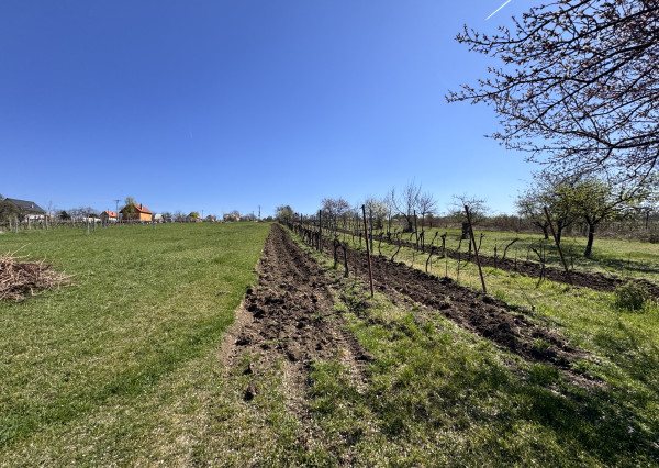 Pozemok s nádherným výhľadom na Skalicu – vinohrad s vínnym sklepom, presovňou, ovocnými stromami a možnosťou výstavby.