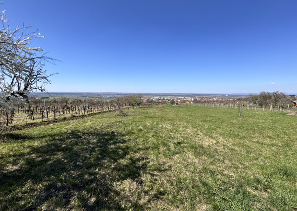 Pozemok s nádherným výhľadom na Skalicu – vinohrad s vínnym sklepom, presovňou, ovocnými stromami a možnosťou výstavby.