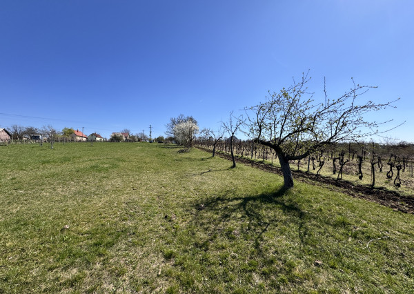 Pozemok s nádherným výhľadom na Skalicu – vinohrad s vínnym sklepom, presovňou, ovocnými stromami a možnosťou výstavby.