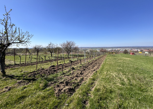 Pozemok s nádherným výhľadom na Skalicu – vinohrad s vínnym sklepom, presovňou, ovocnými stromami a možnosťou výstavby.