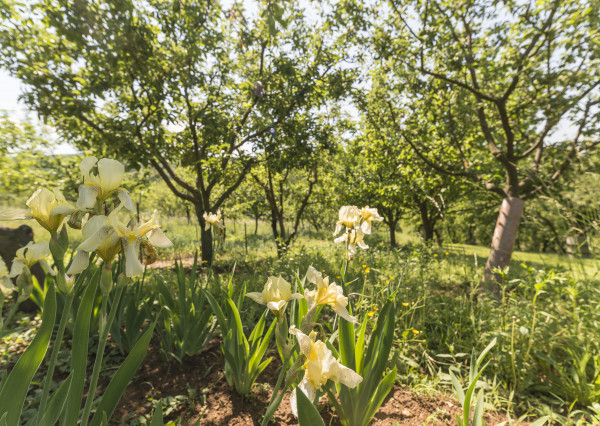 PREDANÉ 06/2025 - Rekr. chata 54m2 (1248m2) - Nová Ves n/Váhom