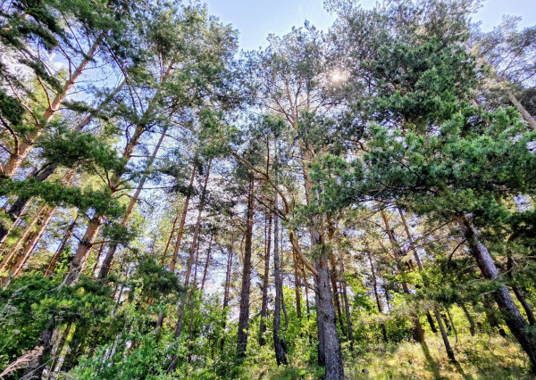 Pozemok NA PREDAJ v obci Uloža (okres Levoča) 1000m2