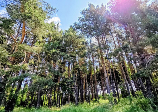 Pozemok NA PREDAJ v obci Uloža (okres Levoča) 1000m2