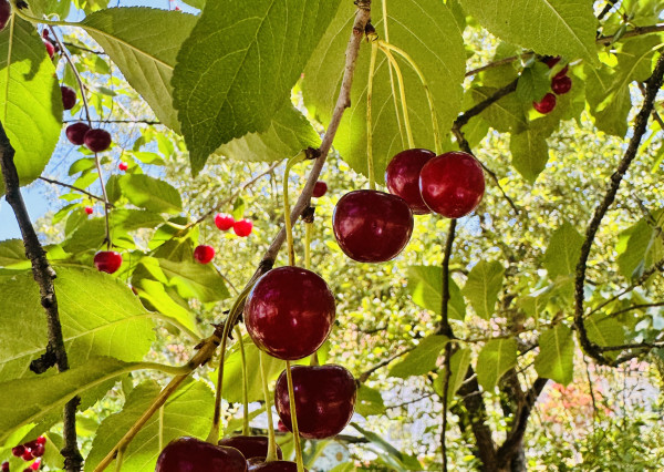 Na predaj 3-izbový rodinný dom – Gbely, časť Farské, okr. SKALICA.