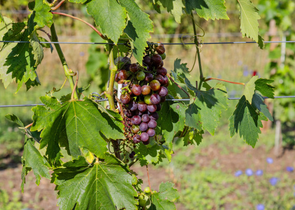 Na predaj váš súkromný kúsok vinohradníckeho raja