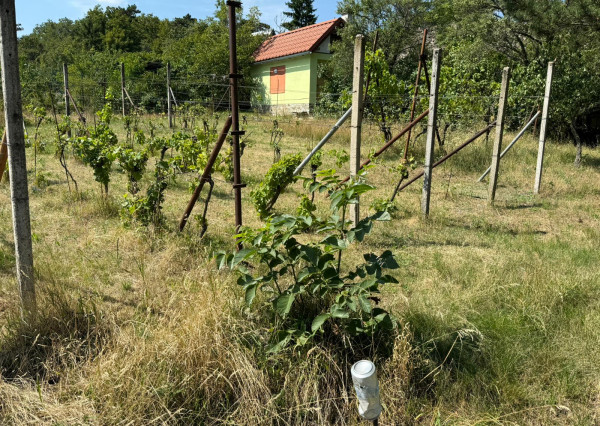 Romantická záhrada s panoramatickým výhľadom na Modru 🌿