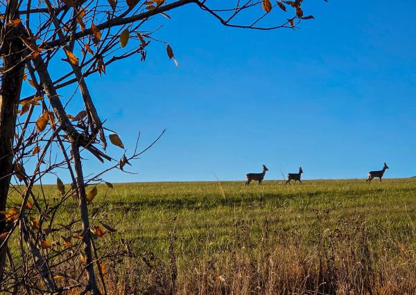 LUXUSNÉ zrubové chalupy s výhľadom na Kriváň (obec Východná)