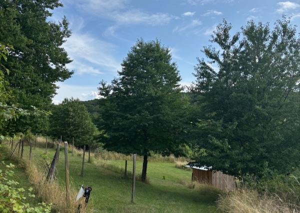 Na prenájom výnimočný vinohrad v Lozorne