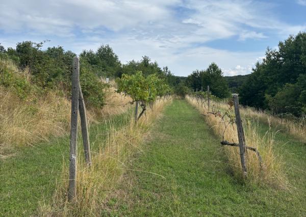 Na predaj pozemok v Lozorne s potenciálom obnovy vinohradu
