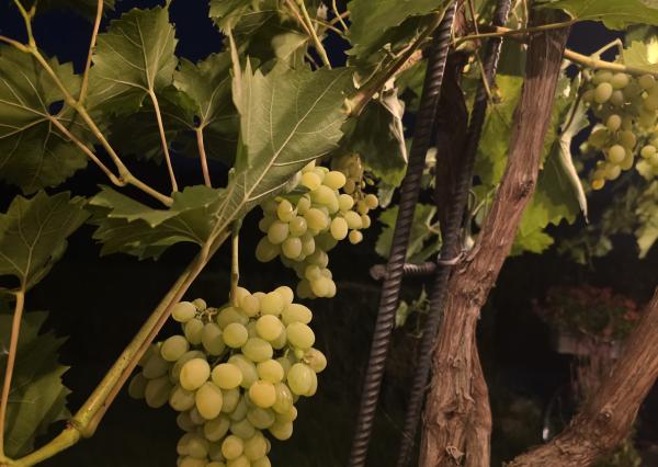EXKLUZÍVNE NA PREDAJ — Vinohradnícky dom u sv. Urbana, Skalica.